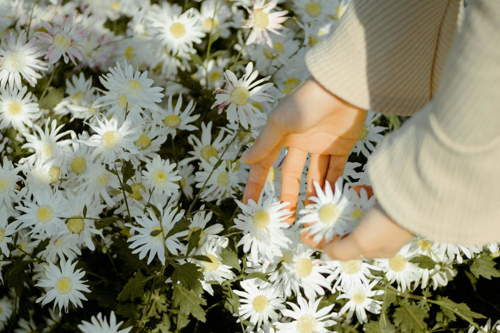Daisy Nails: The Ultimate Springtime Manicure