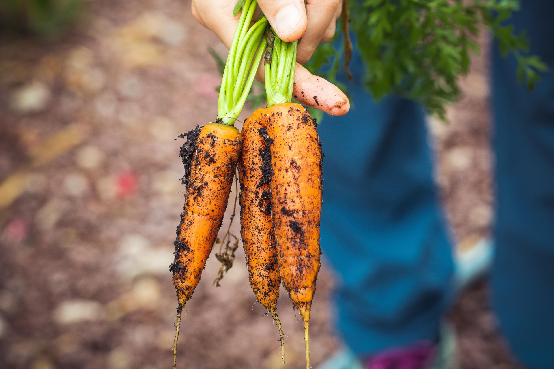 Carrots harvested for Christmas dinner