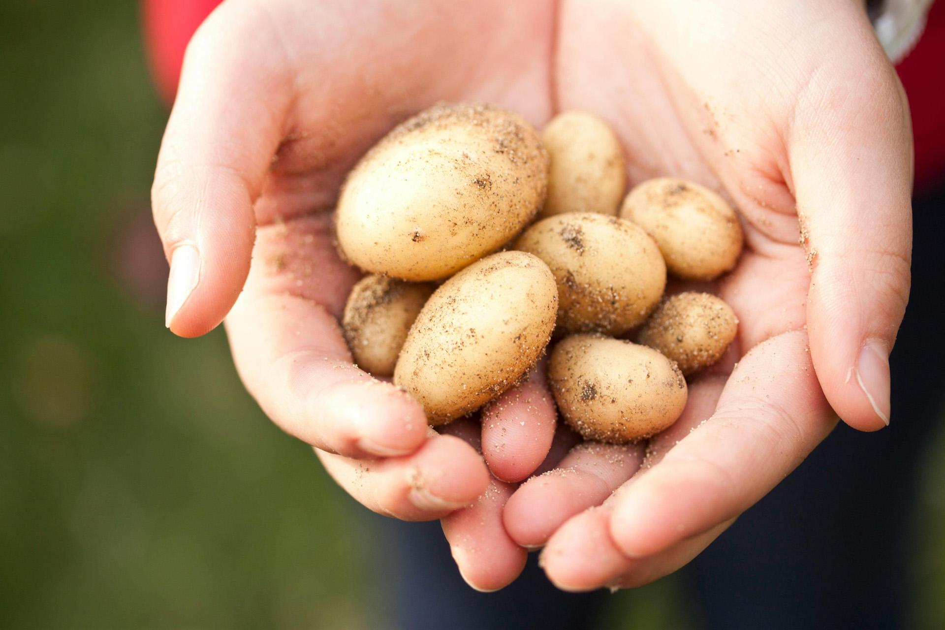 A hand holding newly harvested potatoes