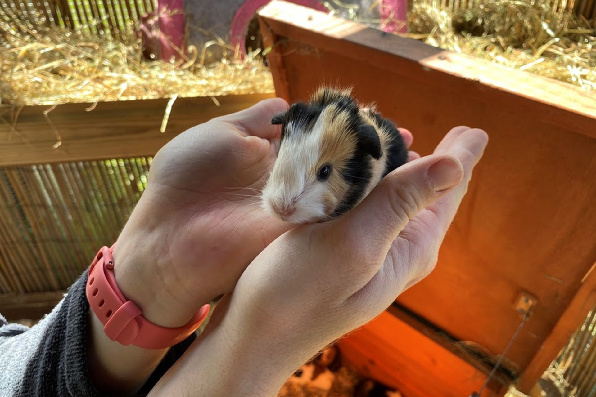 Baby guinea pig pup at Priory Farm