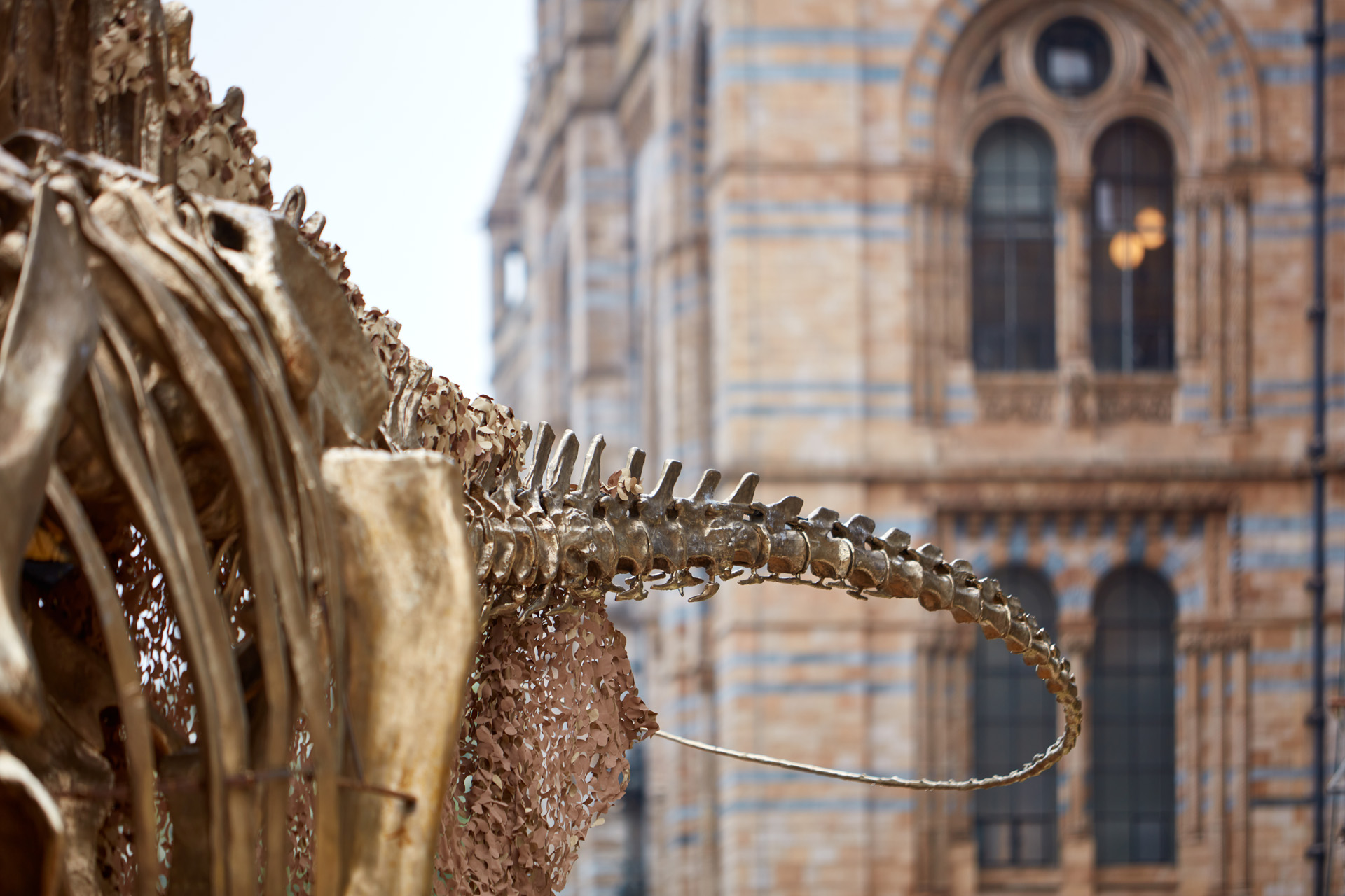 Diplodocus in the Natural History Museum Garden