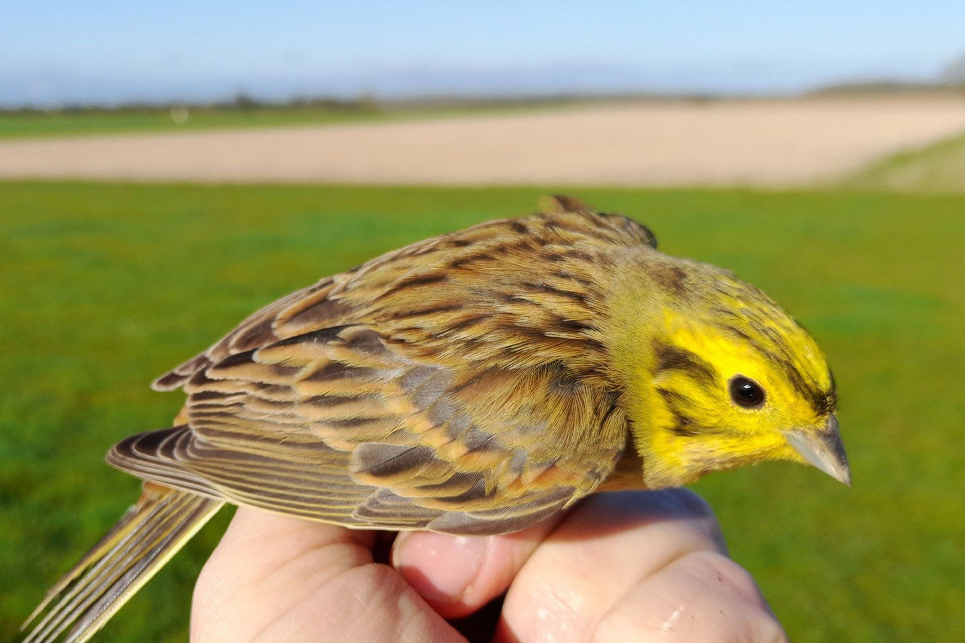 A yellowhammer bird