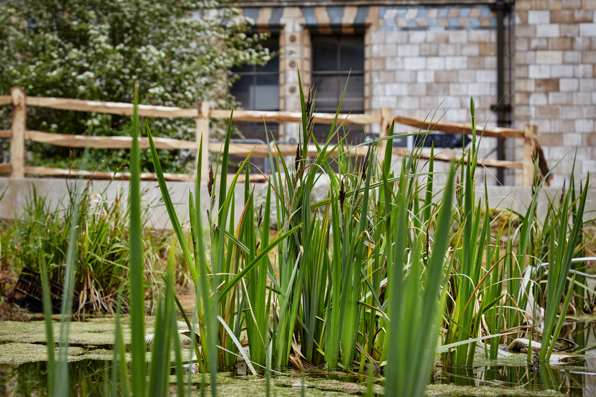 The Natural History Museum has increased the pond area by 60%, providing even more space for nature to flourish in the heart of the city