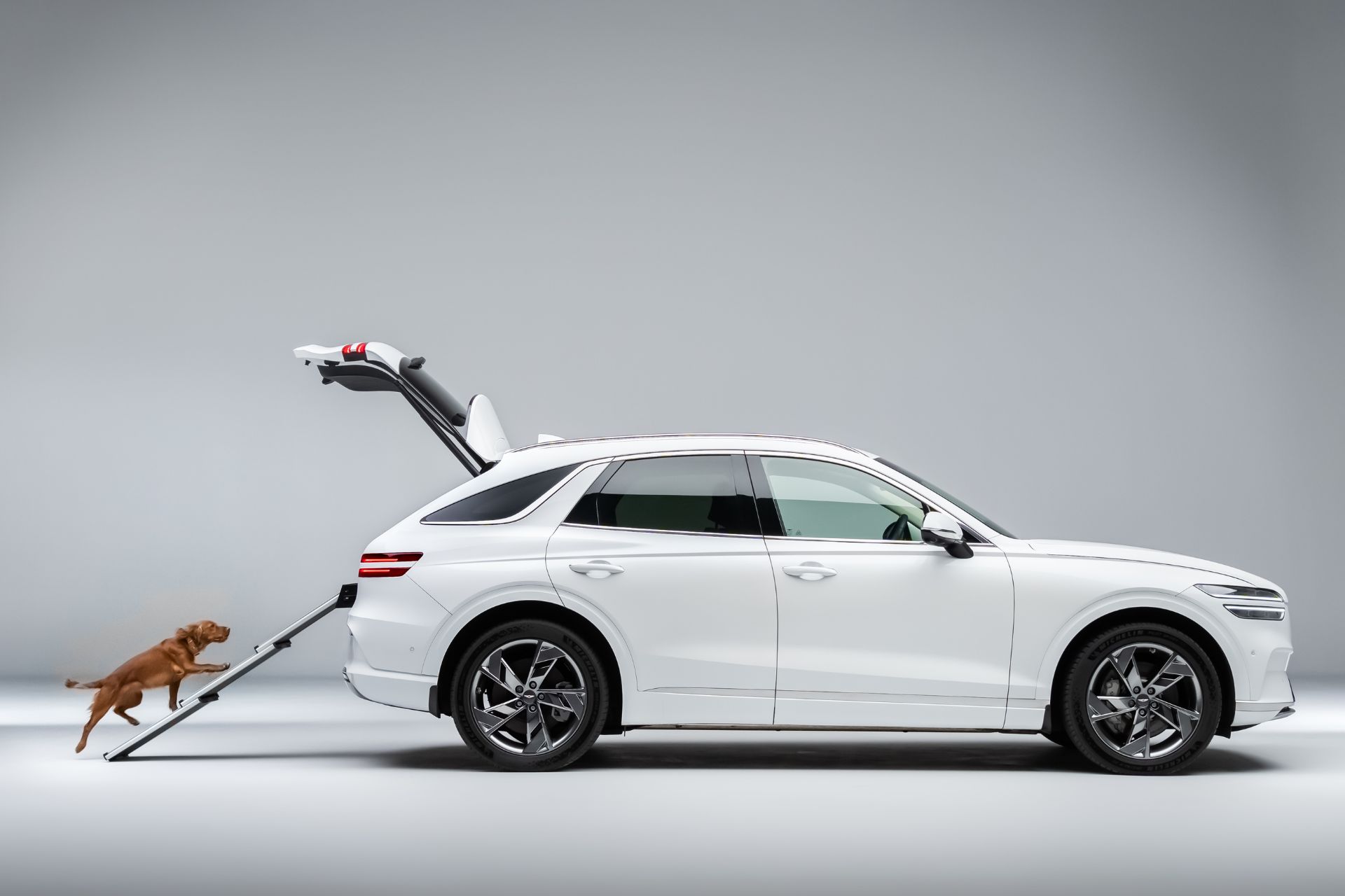 Spaniel walking up ramp into white Genesis SUV