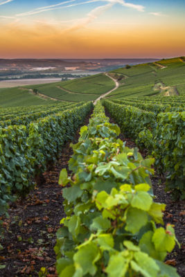 Champagne region in France. A beautiful view during the sunrise.