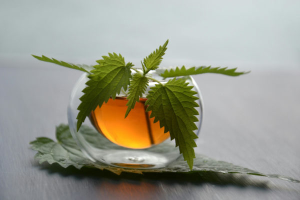Nettle tea in glass cup
