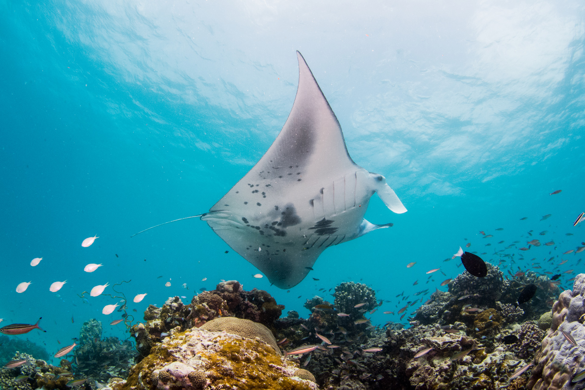 A manta ray underwater