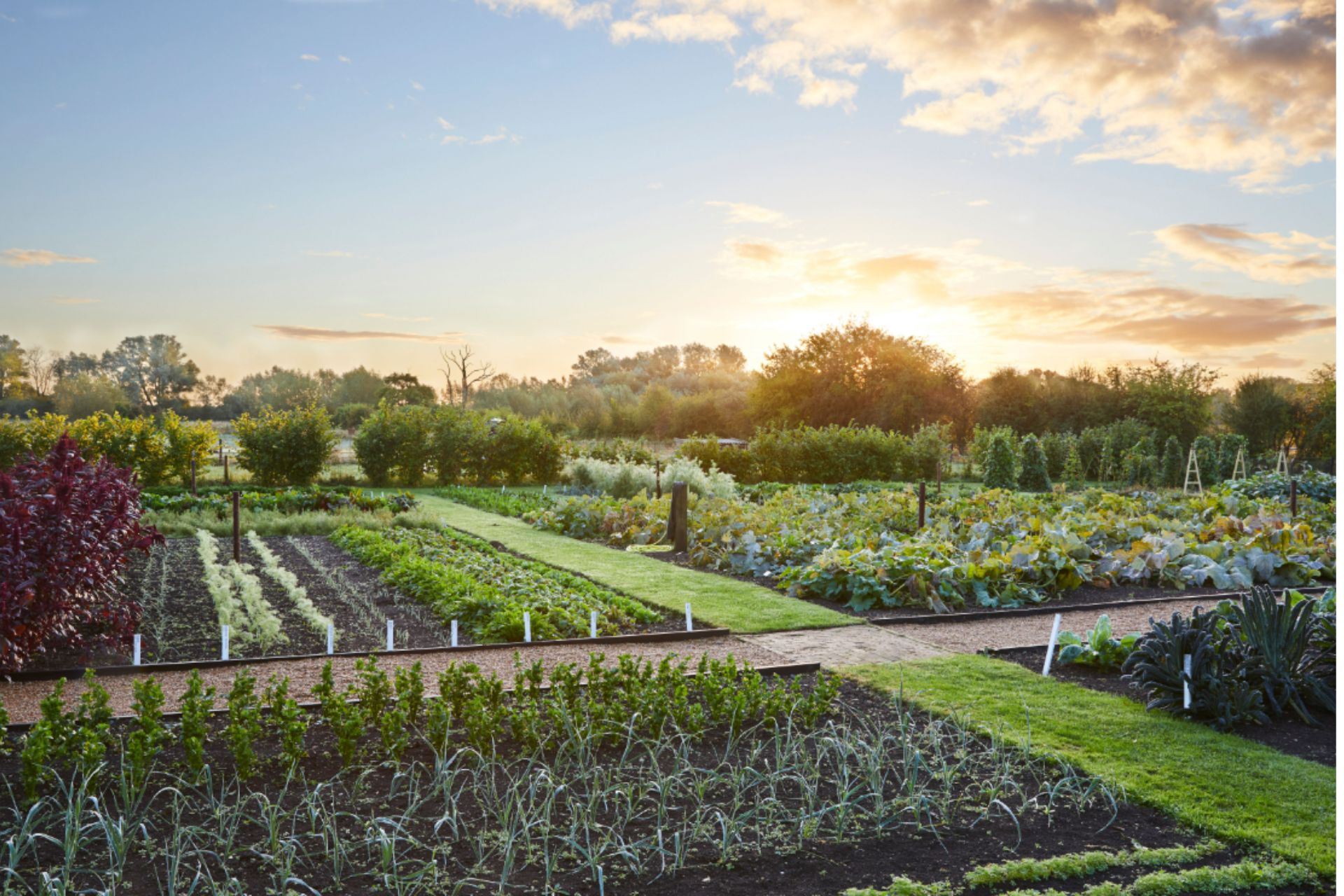 Vegetable garden at Thyme hotel, photographed at dusk.