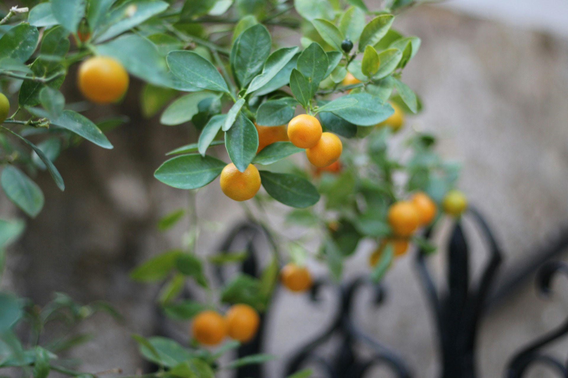 Oranges growing