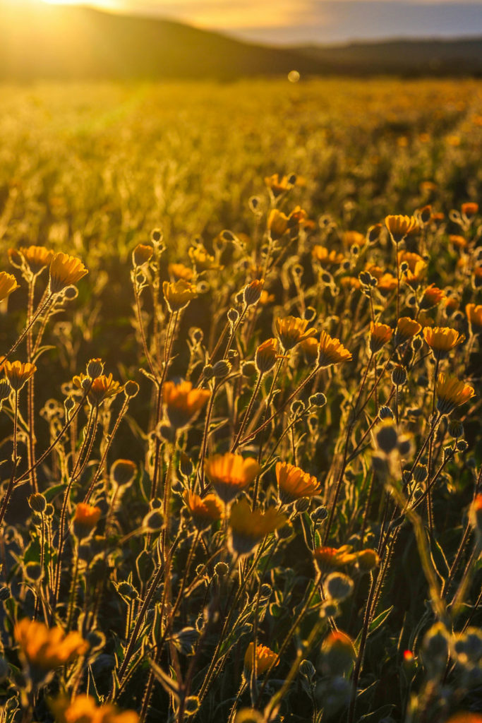 Spring flowers