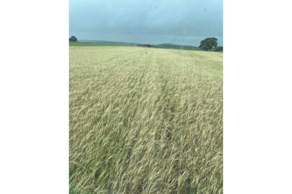 Food & Farming with the Jefferies: Spring Has Arrived