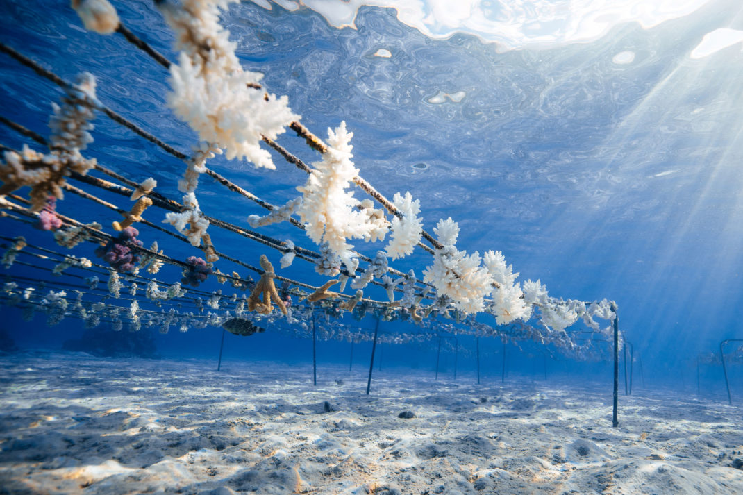 Coral reef bleaching