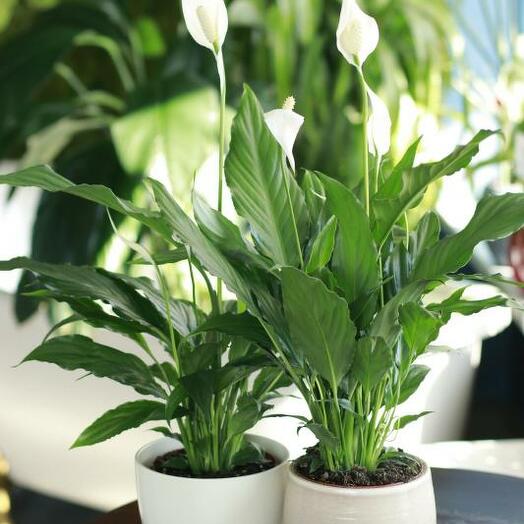 A peace lily