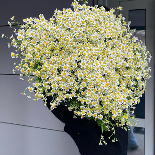A bunch of daisies