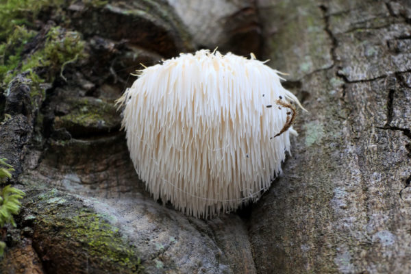 Lion's mane mushrooms