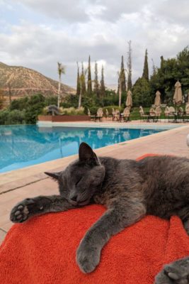 Mushka the cat at Kasbah Tamadot, Morocco
