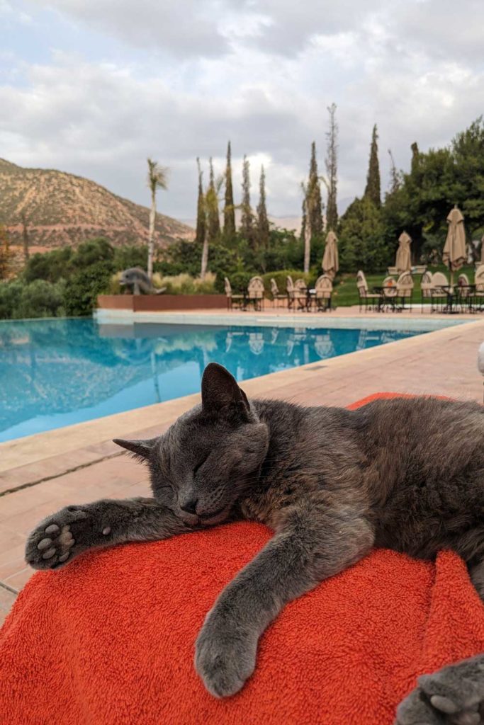 Mushka the cat at Kasbah Tamadot, Morocco