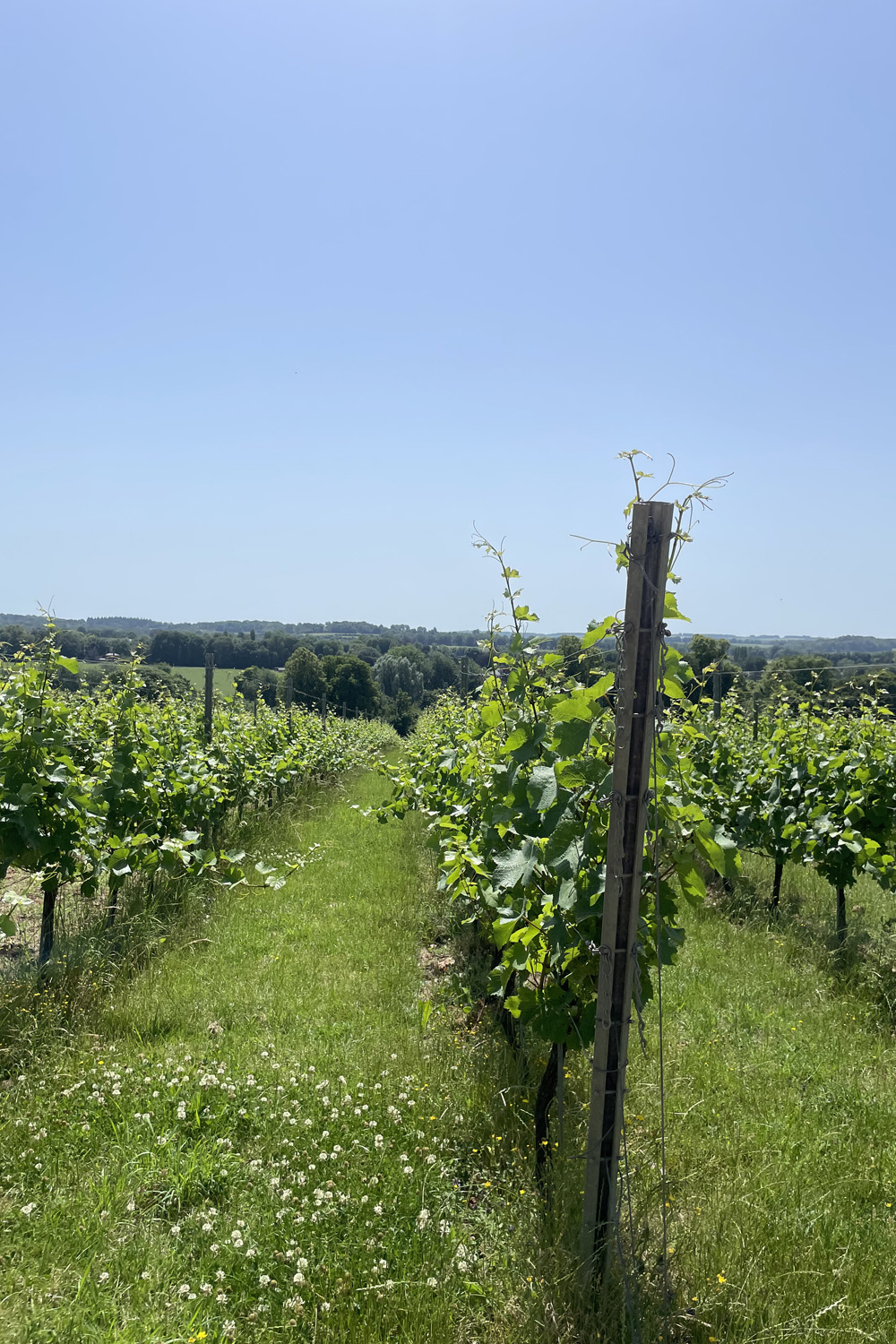 A view of the vines at Pinglestone Farm