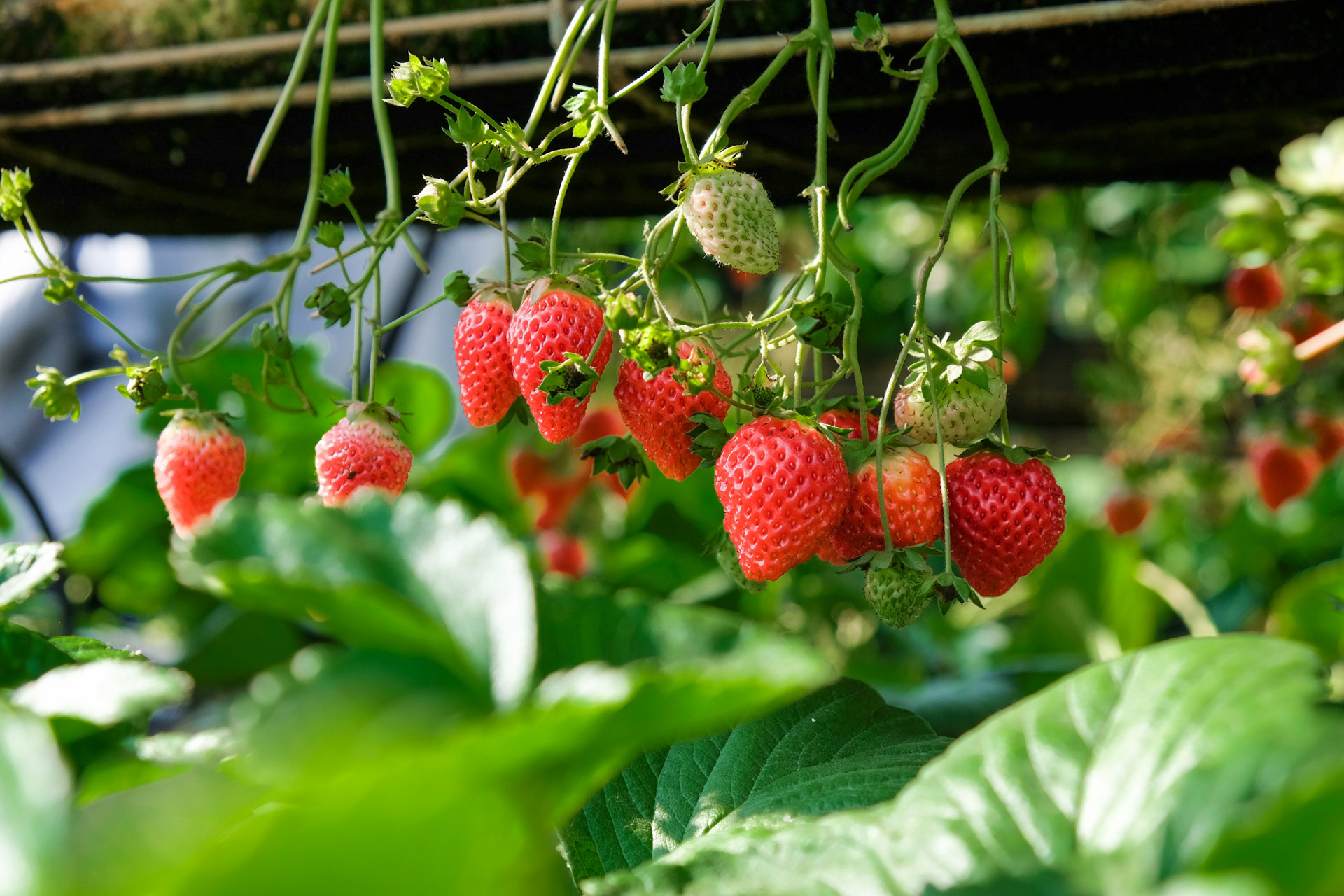 Strawberries growing on a bush