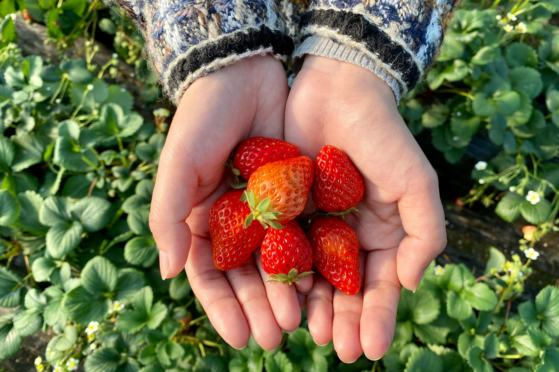 Hands holding strawberries