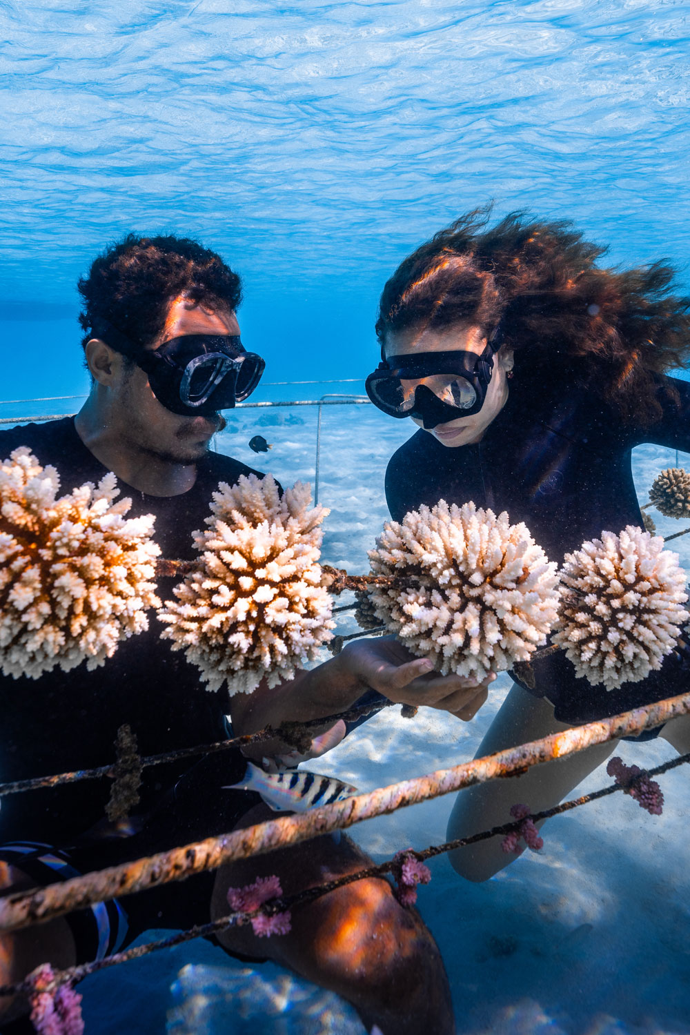 Bailey Bass diving in Tahiti