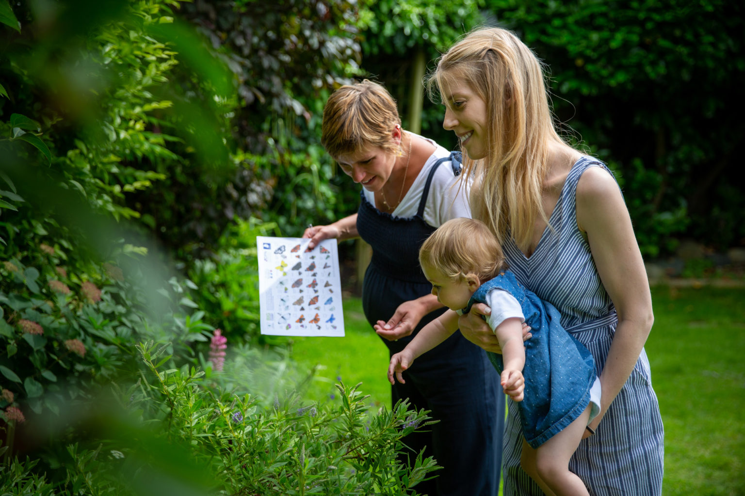 What Is The Big Butterfly Count? (& How To Get Involved)
