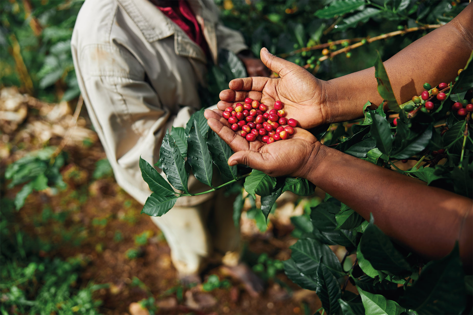 Hands cupping coffee fruit