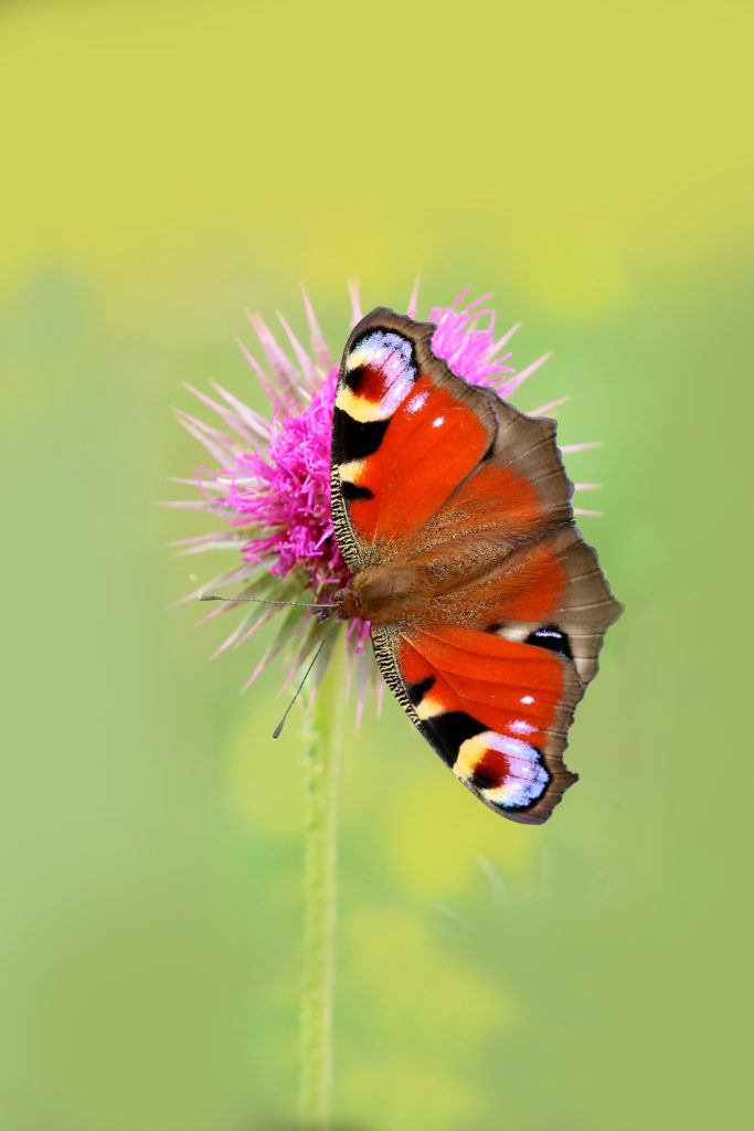 What Is The Big Butterfly Count?