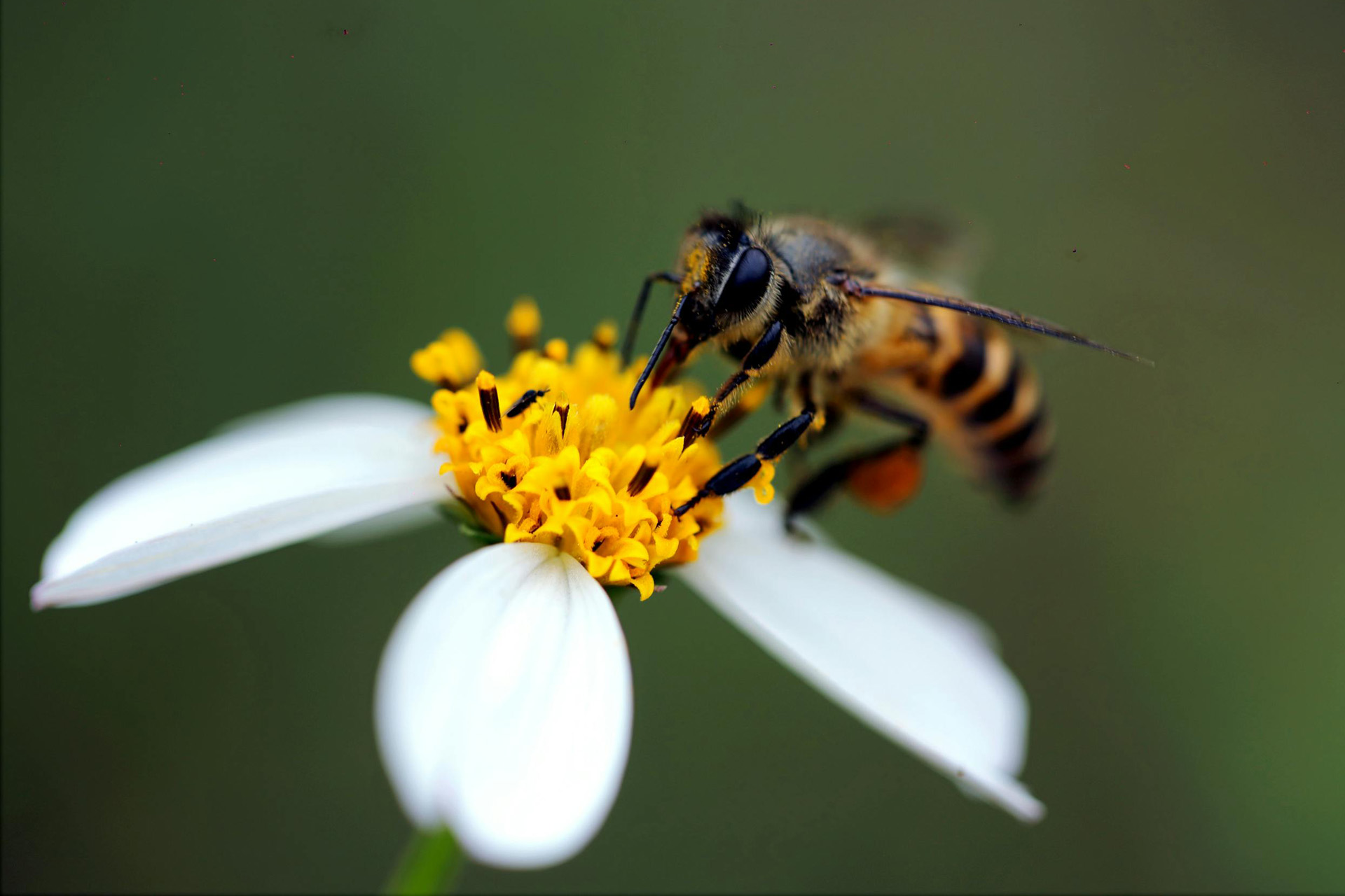 A wasp on a white flower