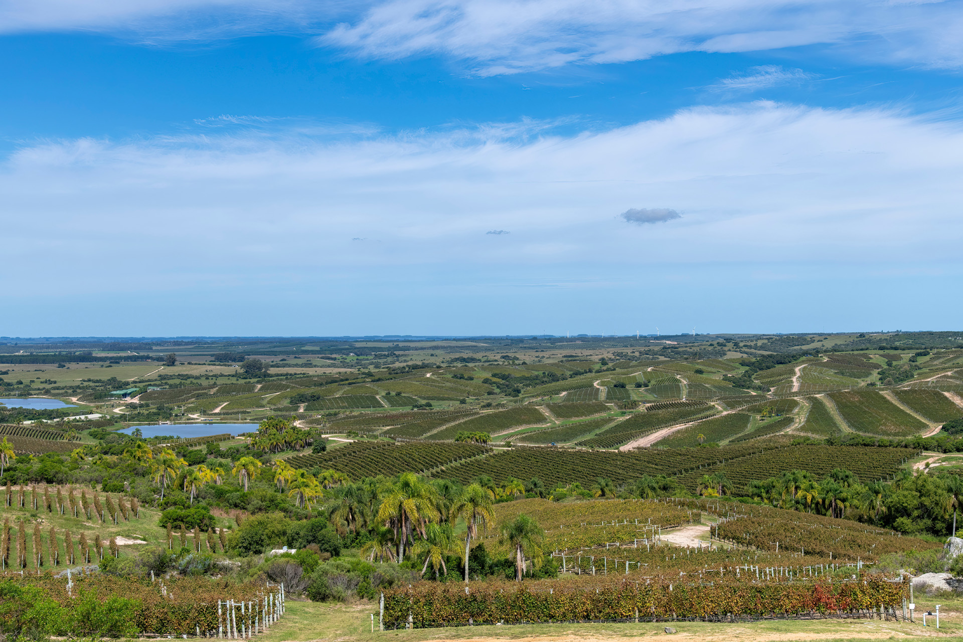 Panoramic view over the rolling vineyards of Bodega Garzon