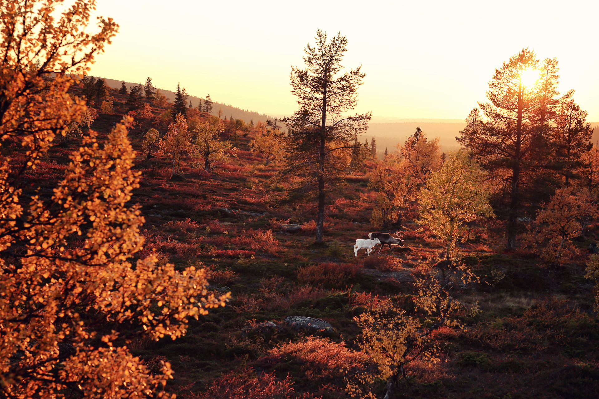 Autumn trees in Finland