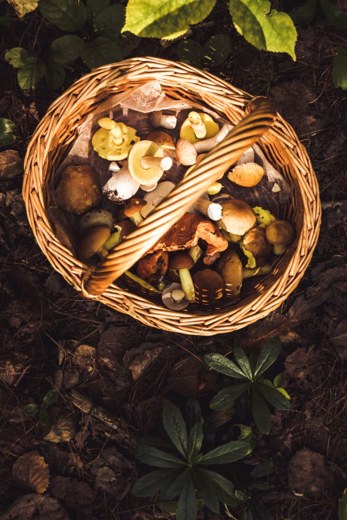 Wild mushrooms