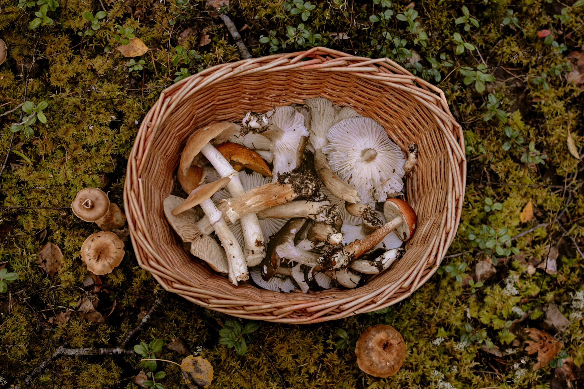 A foraging basket full of mushrooms