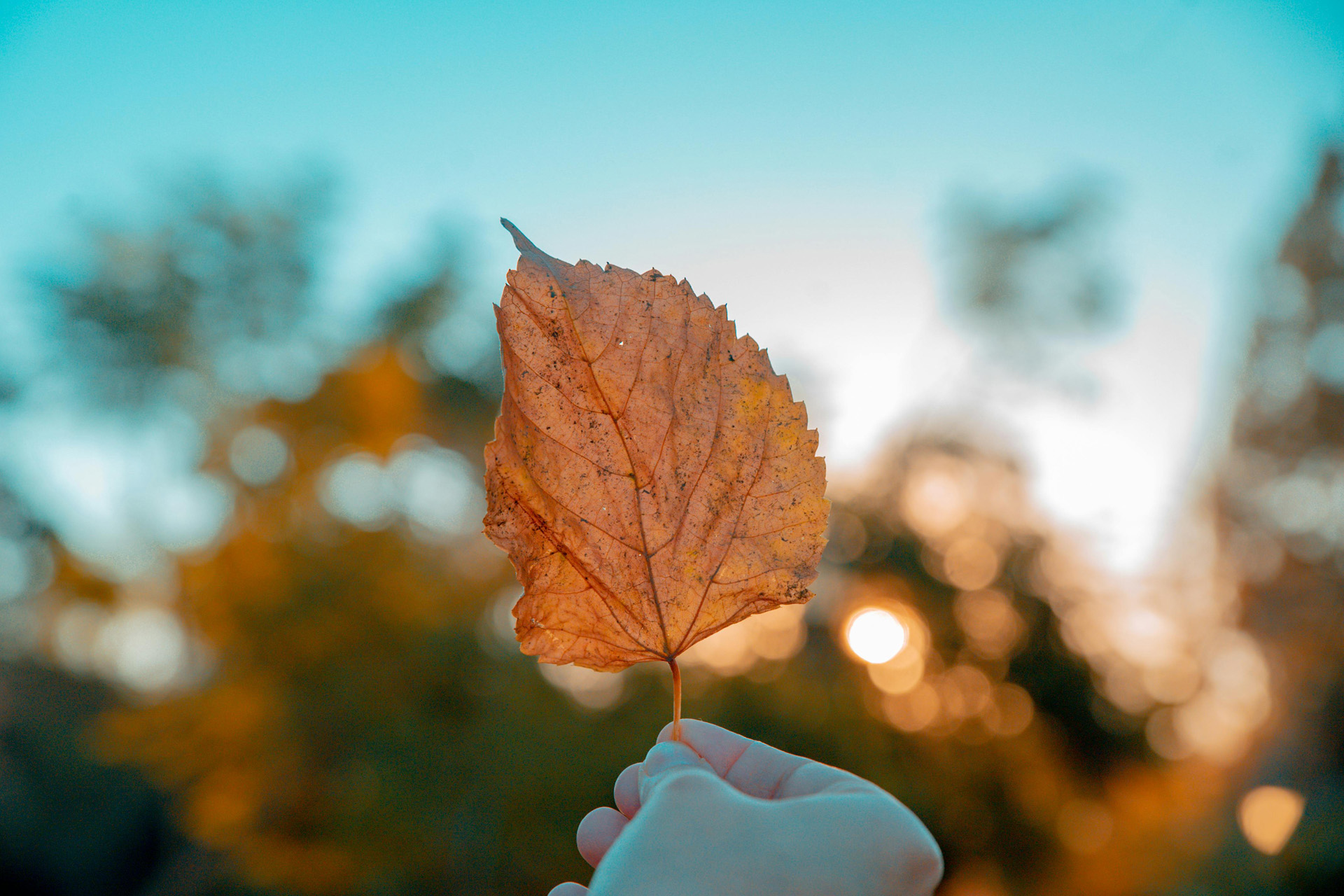 A hand holding an autumn leaf against a blue sky