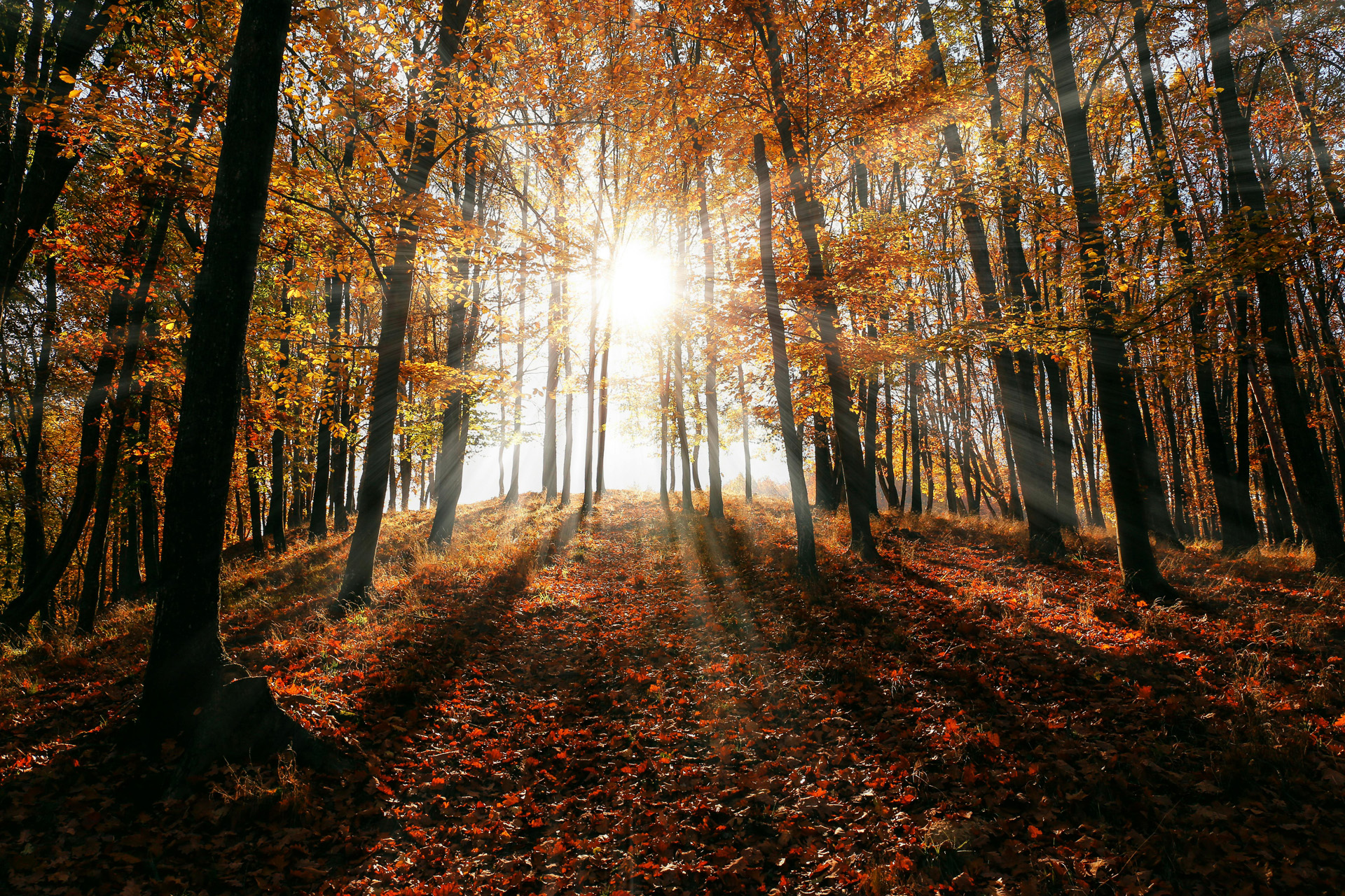 The light coming through autumn trees