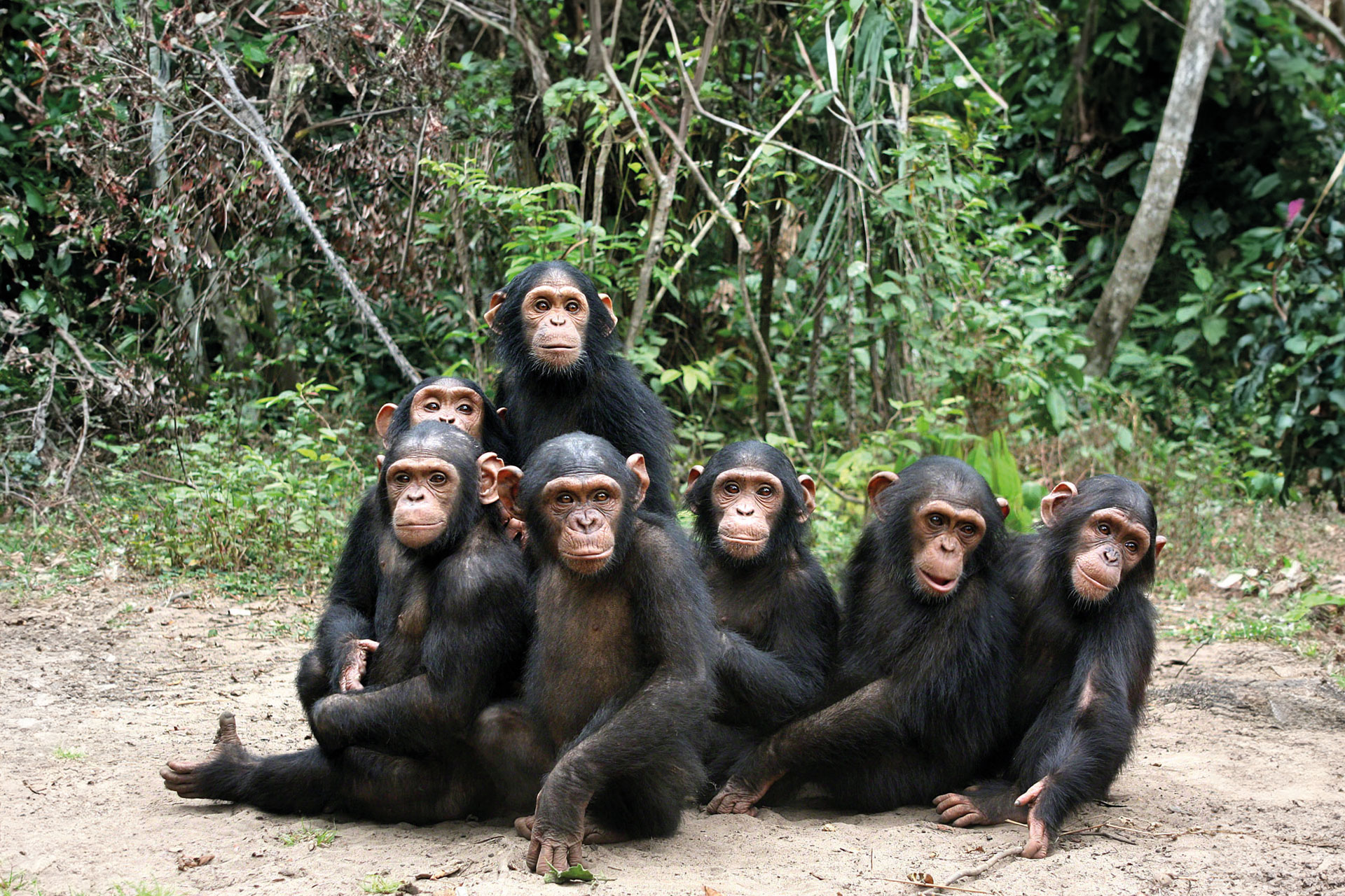 Chimpanzees