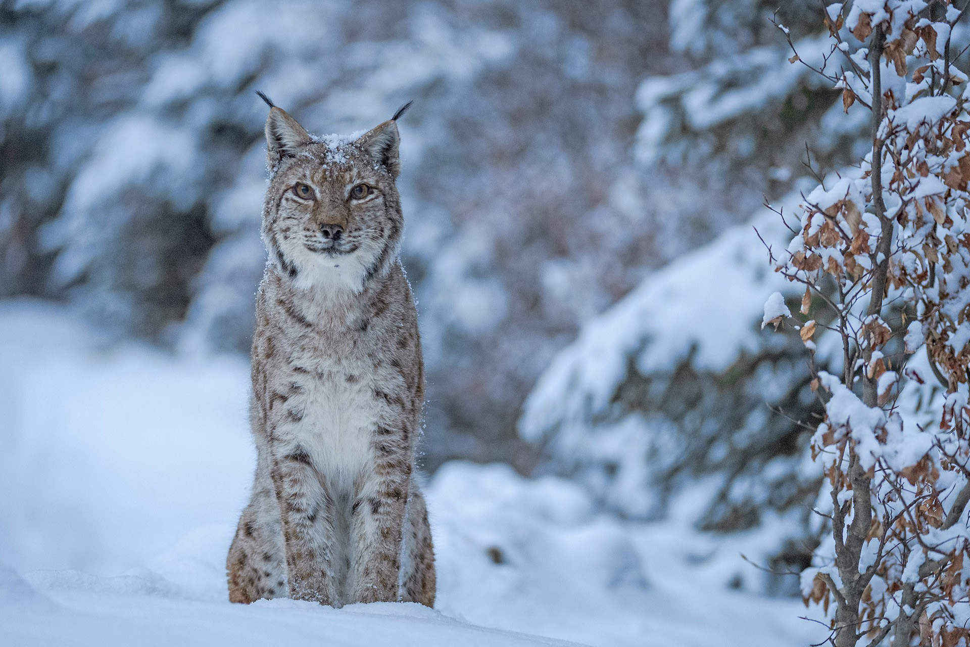 A big cat in the snow