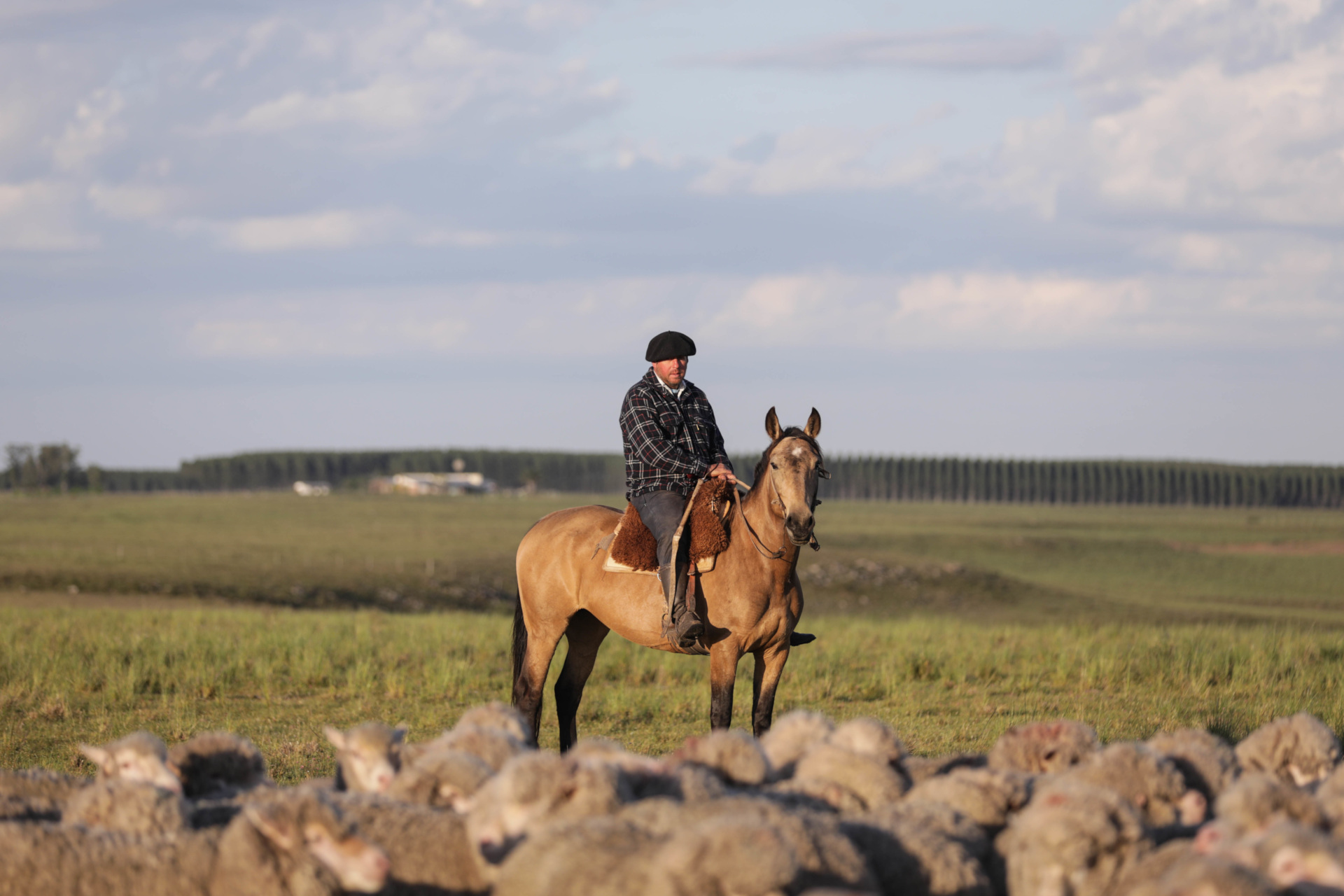 Man on horse herding sheep