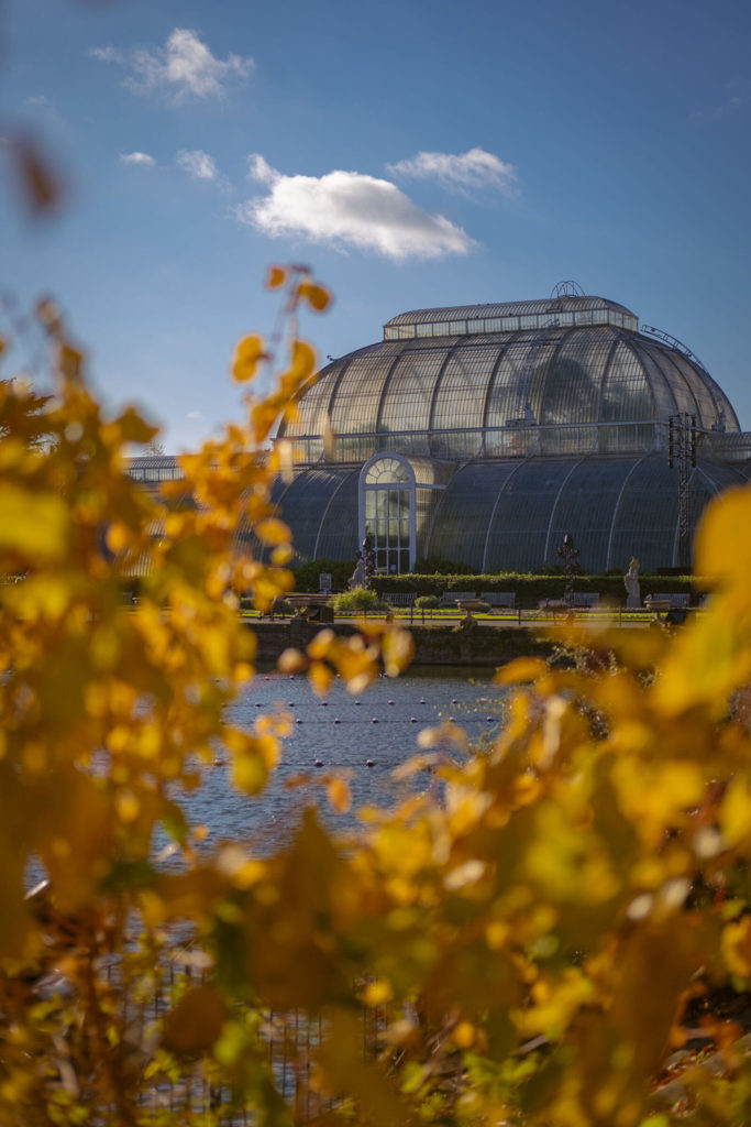 Autumn Colours at Kew Gardens. Autumn 2023.