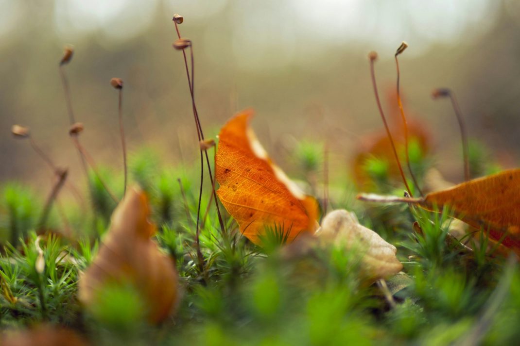Orange autumn leaves and brown seedlings