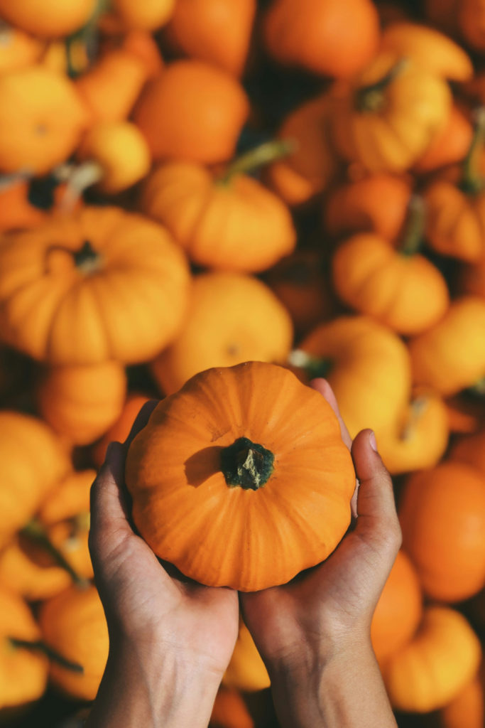 Hands holding pumpkin above pumpkin patch | pumpkin face mask