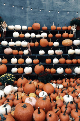 Pumpkins lined up for Halloween