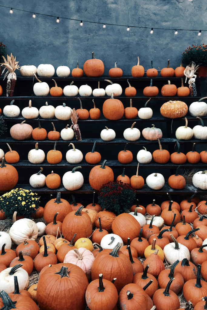 Pumpkins lined up for Halloween