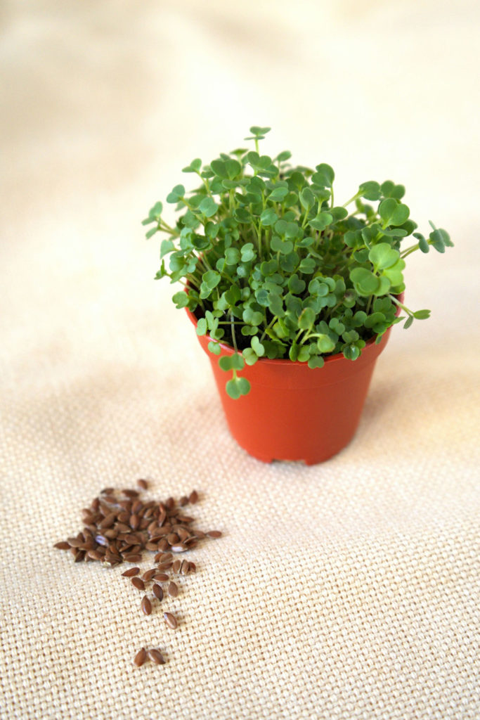 Seeds and a plant
