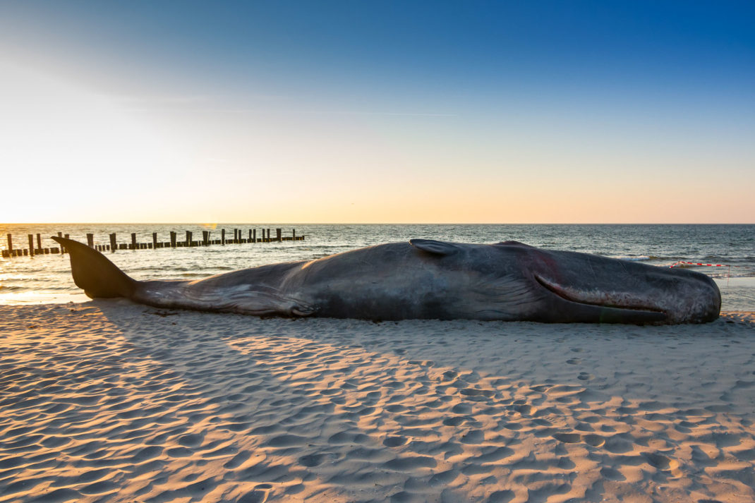 Dead whale stunt by Belgian art collective