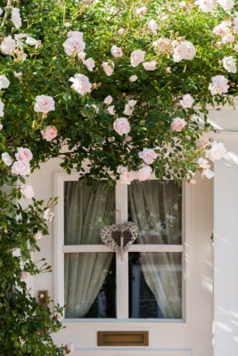 Roses by a door