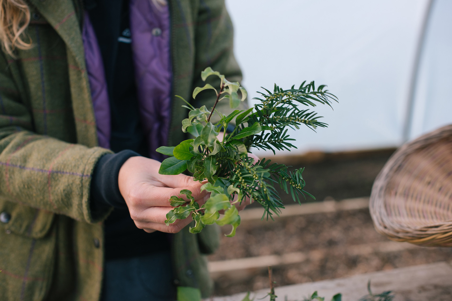 Gathering the foliage