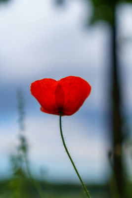 Red poppy | Kate Middleton Remembrance Day Jewellery