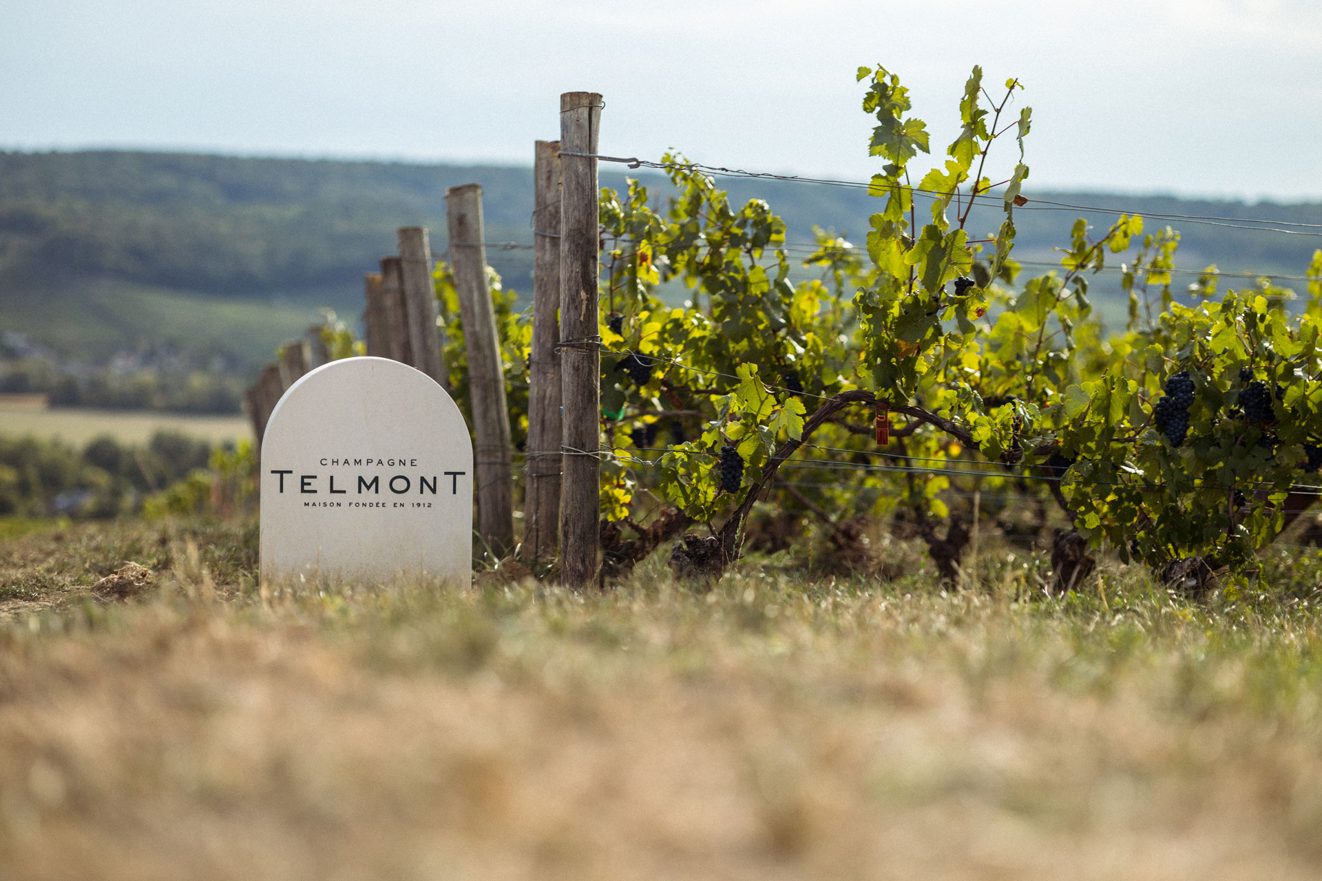 Telmont Champagne