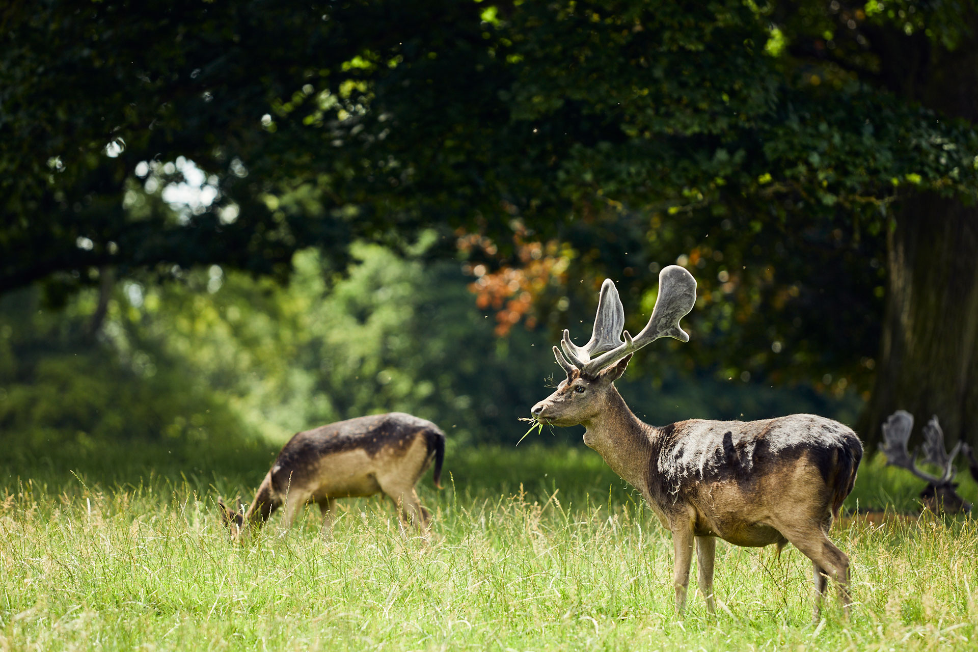 Deer park at Raby Castle